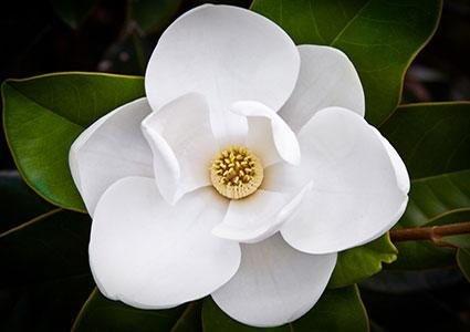 magnolia blossom1004